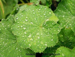 Growing Perennials: Fabulous Foliage