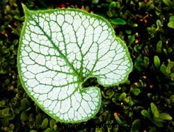 Growing Perennials: Fabulous Foliage