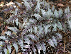 Growing Perennials: Fabulous Foliage