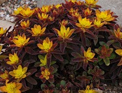 Growing Perennials: Fabulous Foliage
