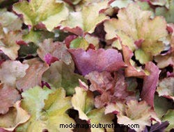 Growing Perennials: Fabulous Foliage