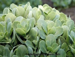 Growing Perennials: Fabulous Foliage