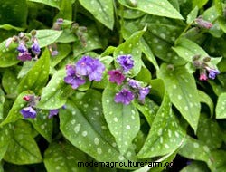 Growing Perennials: Fabulous Foliage