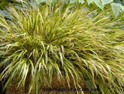 Growing Perennials: Fabulous Foliage