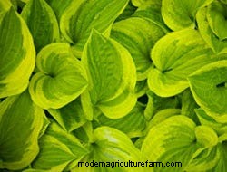 Growing Perennials: Fabulous Foliage