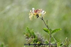 Growing Vines: Fall Beauty