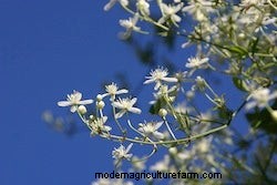 Growing Vines: Fall Beauty