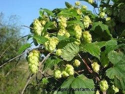 Growing Vines: Fall Beauty