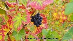 Growing Vines: Fall Beauty