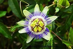 Growing Vines: Fall Beauty