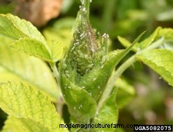 Signs Of Common Rose Pests