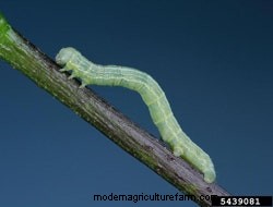 Signs Of Common Rose Pests