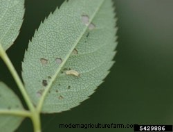 Signs Of Common Rose Pests