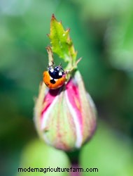 Signs Of Common Rose Pests