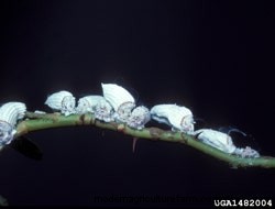 Signs Of Common Rose Pests