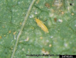 Signs Of Common Rose Pests