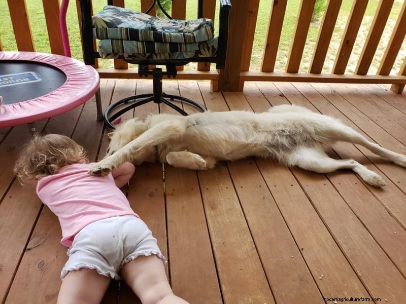 Great Pyrenees, Chicken Guard Dog