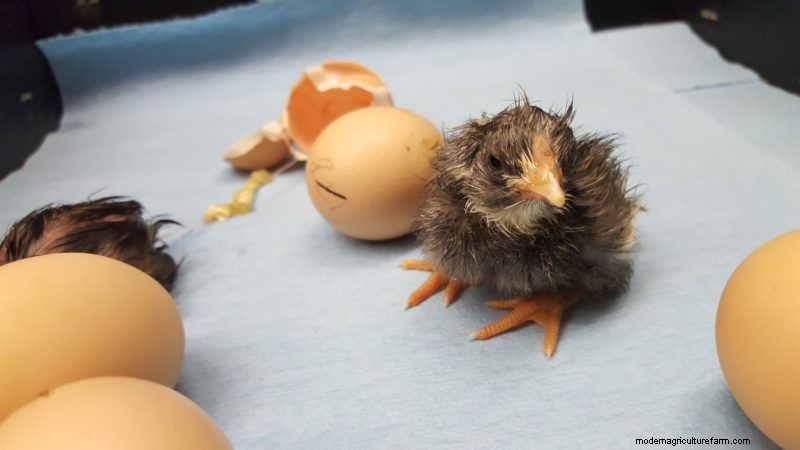 Chicken: American Style