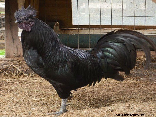 Black Chickens, All The Craze