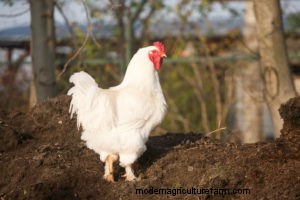 Chickens and Composting: Stirring It Up