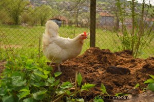 Chickens and Composting: Stirring It Up