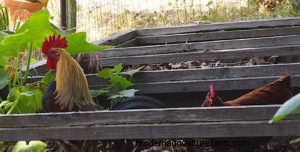 Chickens and Composting: Stirring It Up