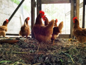 Chickens and Composting: Stirring It Up