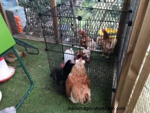 Adding New Hens to the Flock