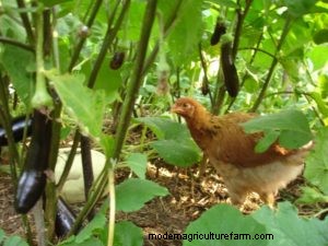 Permaculture and Chickens: Get More Function from Your Fowl