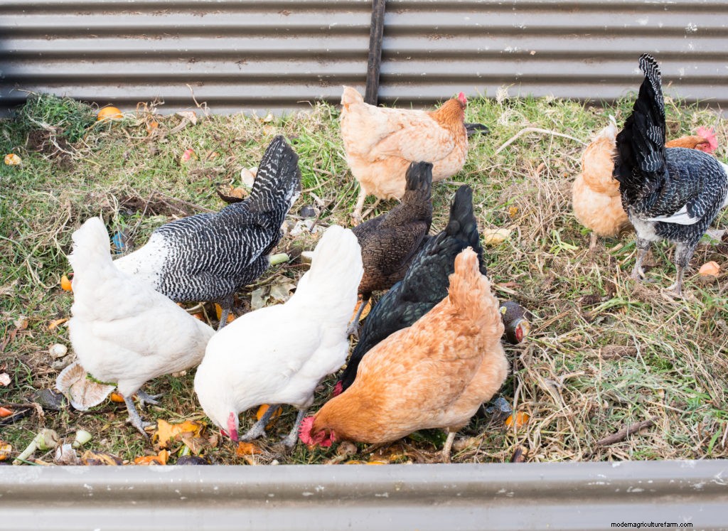 Permaculture and Chickens: Get More Function from Your Fowl