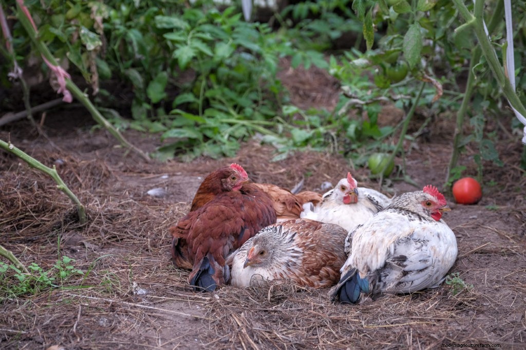 Permaculture and Chickens: Get More Function from Your Fowl