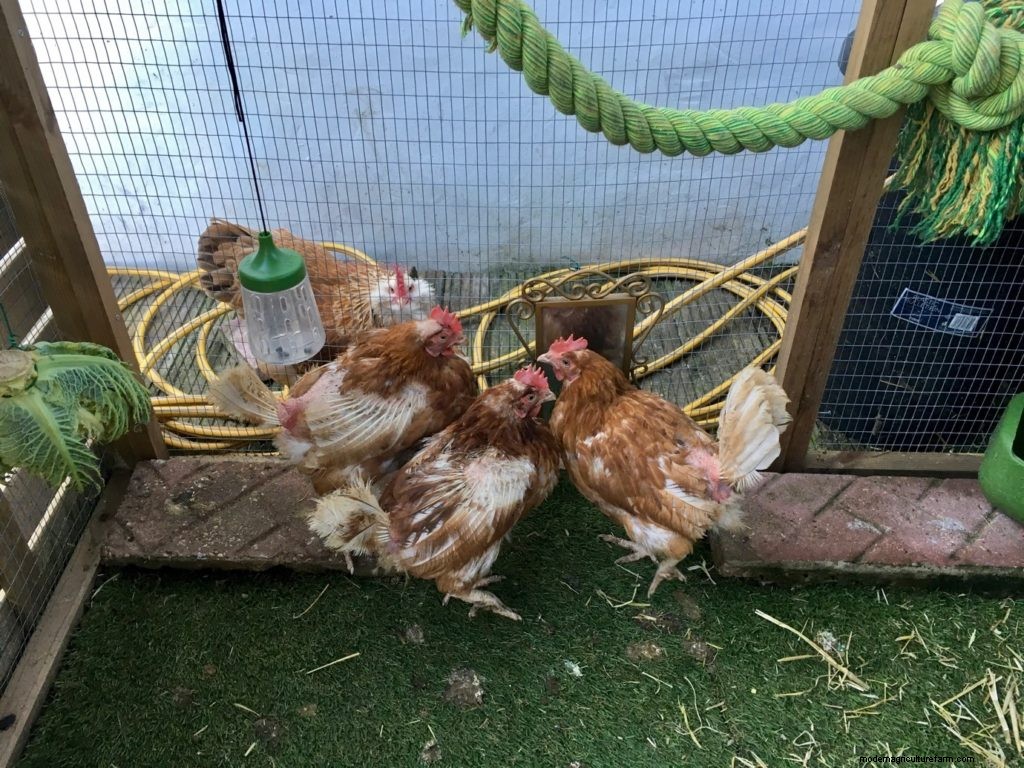 Rescued Hens