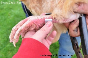 How and Why to Use Leg Bands