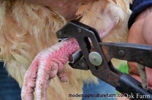 How and Why to Use Leg Bands