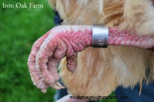 How and Why to Use Leg Bands