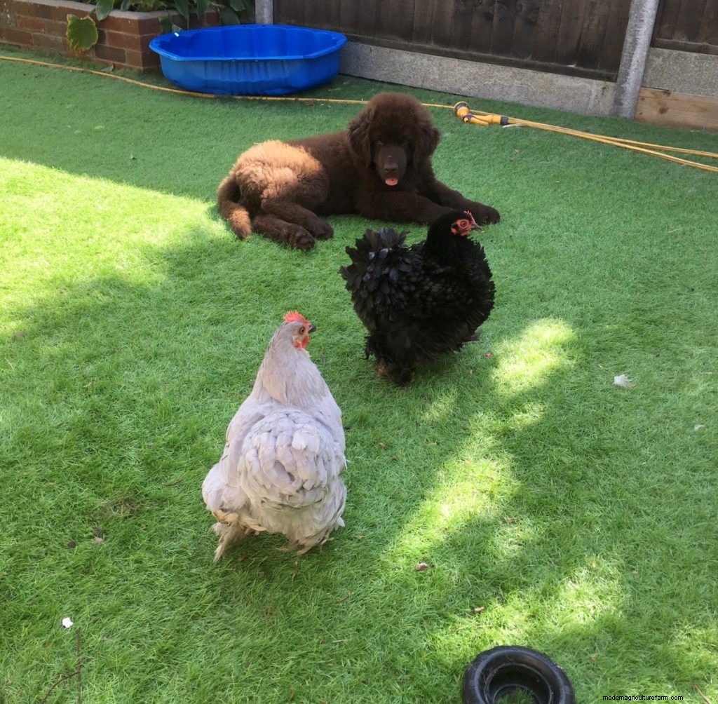 Rescue Chickens Meet the Dogs