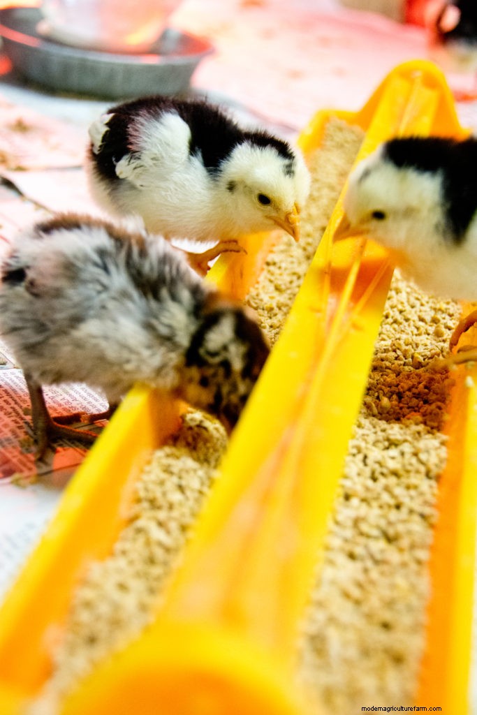 Caring for New Chicks, Part 2: Chick Care Basics