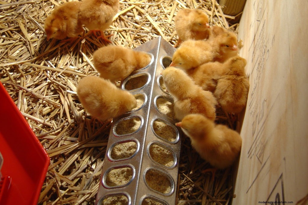 Caring for New Chicks, Part 2: Chick Care Basics