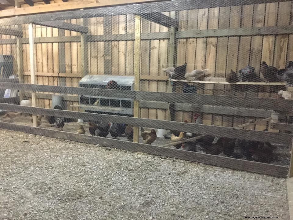 Rodents and Your Coop