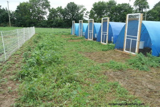 Heritage Breeds and Meat Production, Part 1