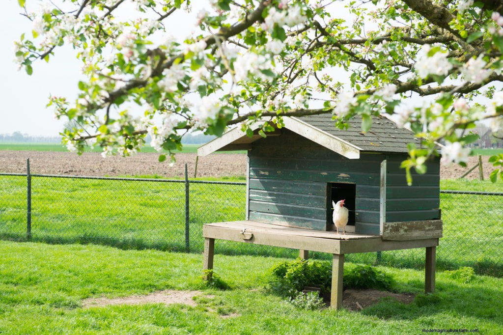 Material Ideas for New and Old Coops