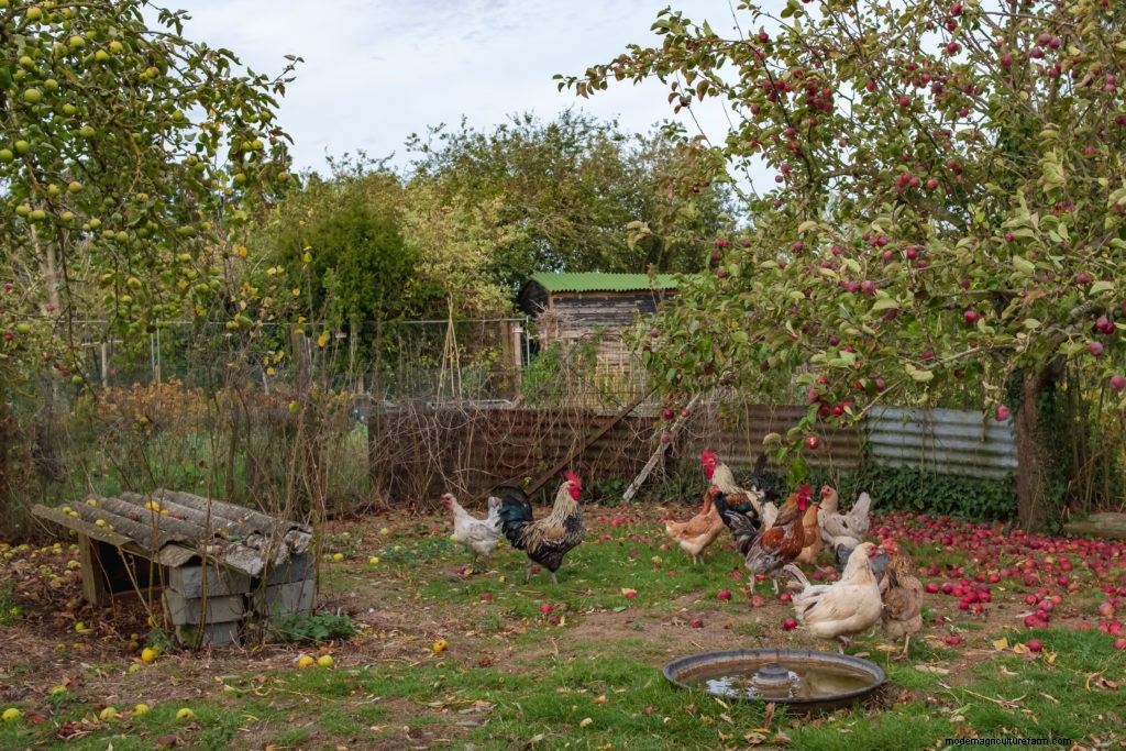 9 Innovative Ways to Get Lots of Free Chicken Feed