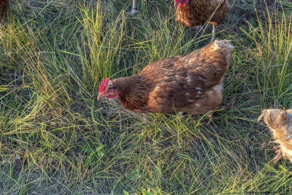 Organic Pastured Poultry on a College Farm