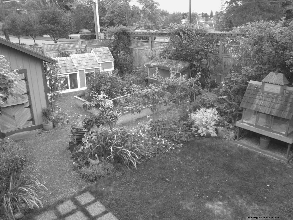 Designing a Chicken-Friendly Garden