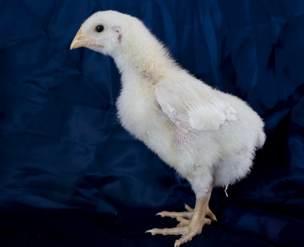 A Chicken Breed Cheat Sheet