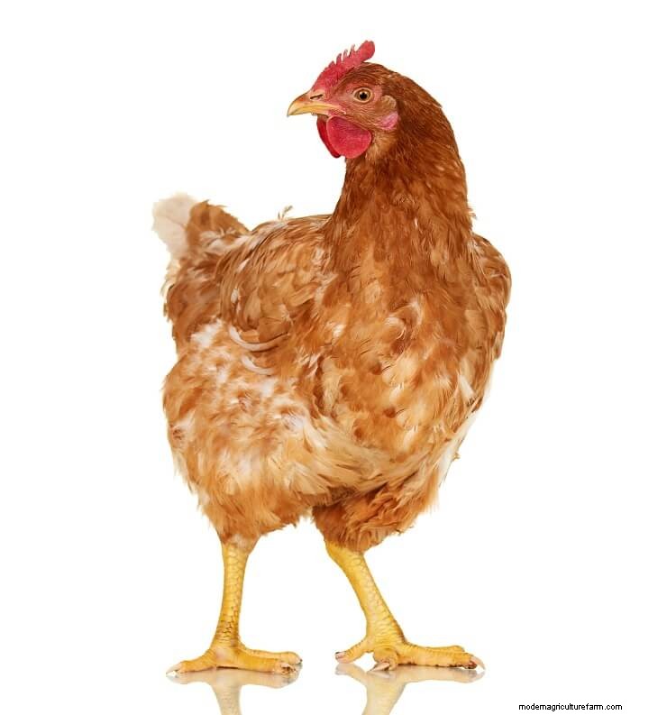 A Chicken Breed Cheat Sheet