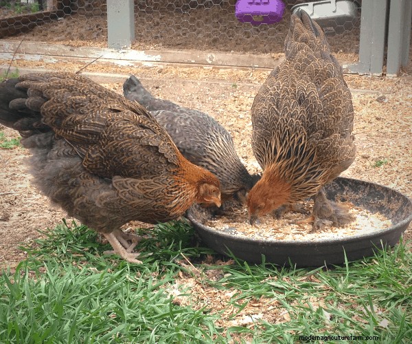 10 Healthy, High-Protein Snacks for Molting Season