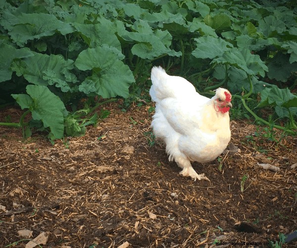 10 Healthy, High-Protein Snacks for Molting Season