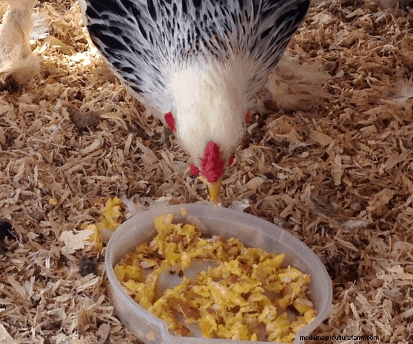 10 Healthy, High-Protein Snacks for Molting Season