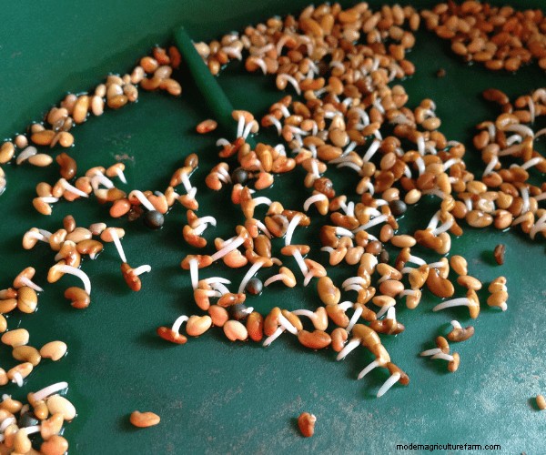 10 Healthy, High-Protein Snacks for Molting Season